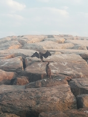 Phalacrocorax nigrogularis