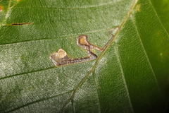 Stigmella tityrella