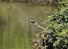 Megaceryle torquata torquata