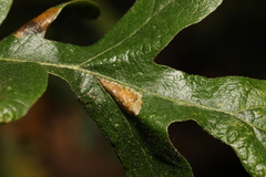 Phyllonorycter messaniella