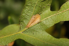 Phyllonorycter messaniella