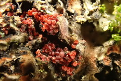 Bionectriaceae