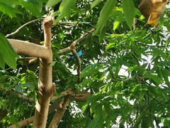 Plagiomimicus jalada