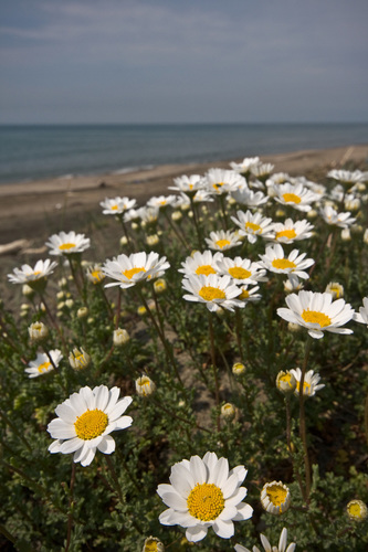 Sea Chamomile