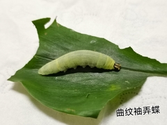 Notocrypta curvifascia