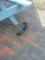 Columba livia domestica