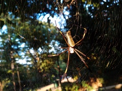 Trichonephila clavipes