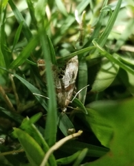 Petrophila jaliscalis