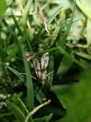 Petrophila jaliscalis