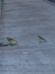 Machetornis rixosa