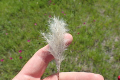 Bothriochloa longipaniculata