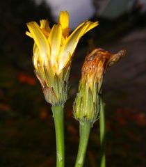 Hypochaeris radicata