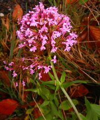 Centranthus ruber