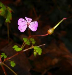 Geranium robertianum