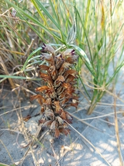 Aphyllon corymbosum mutabile