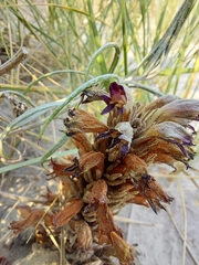 Aphyllon corymbosum mutabile