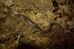 Plethodon dixi