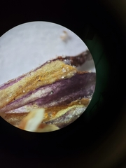 Aphyllon corymbosum mutabile