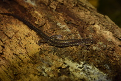 Plethodon dixi