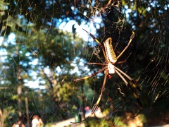 Trichonephila clavipes