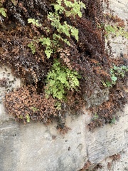 Adiantum capillus-veneris