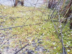 Oldenlandia salzmannii