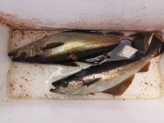 Pollachius pollachius