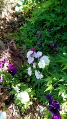 Viola × wittrockiana