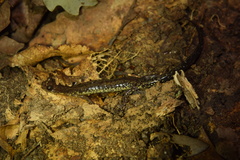 Plethodon dixi