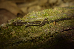 Plethodon dixi