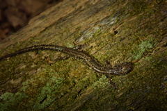 Plethodon dixi