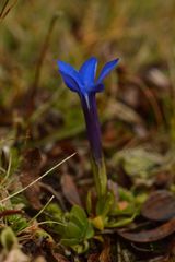 Gentiana brachyphylla