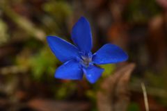 Gentiana brachyphylla