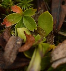 Gentiana brachyphylla