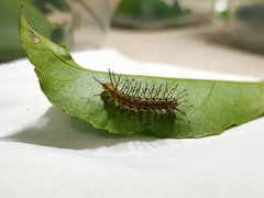 Vagrans egista