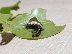 Vagrans egista