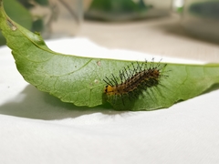 Vagrans egista