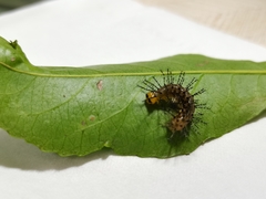 Vagrans egista