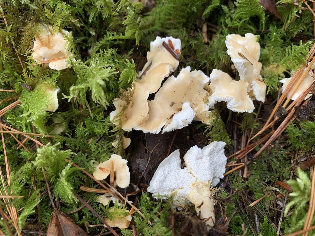 Sistotrema sp. 'confluens-NY01'
