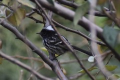 Anairetes reguloides