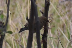 Catamenia analis