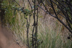 Catamenia analis