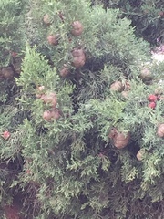 Cupressus sempervirens