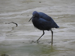 Egretta caerulea