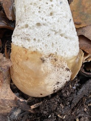 Phallus impudicus