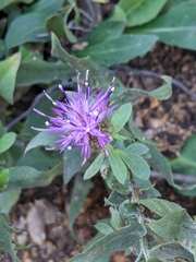 Centaurea pectinata