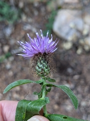 Centaurea pectinata