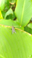 Diptera