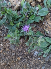 Centaurea pectinata