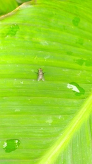 Diptera